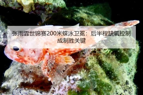 zhang-yu-fei-shi-jin-sai-mi-die-yong-wei-mian-hou-ban-cheng-que-yang-kong-zhi-cheng-zhi-sheng-guan-jian-3-899.jpg